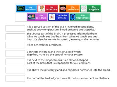 The human brain, Parts of the brain, 11 grade