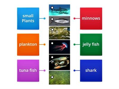 Matching ( Sea food chain)