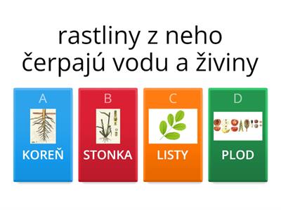 PRV1 - RASTLINY - Funkcia častí rastlín