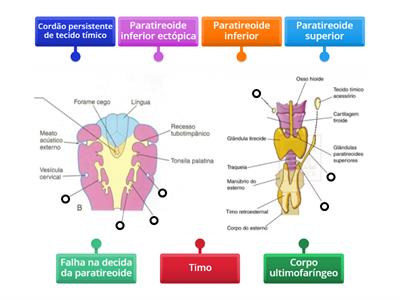 Embriologia do Sistema Endócrino