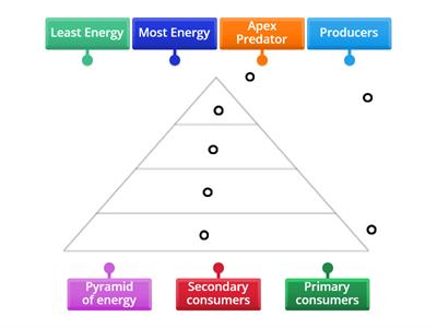 Nat 5 3.4 Pyramid of energy
