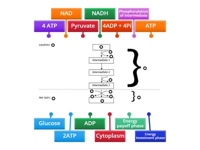 CAX KS5 Glycolysis diagram use this one