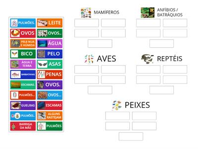 Classificação animais