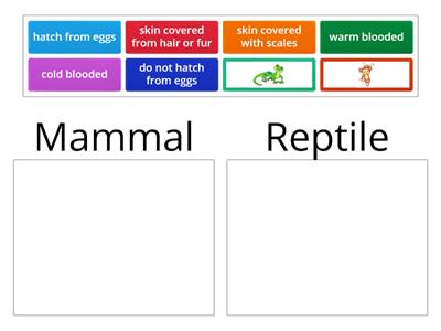 Mammal or Reptile (Zoey and Sassafras)
