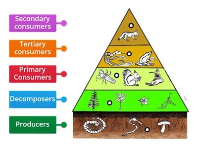 Trophic levels ecology - Teaching resources