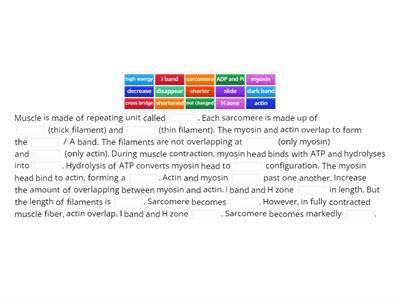 Describe the mechanism of muscle contraction based on Sliding Filament Theory