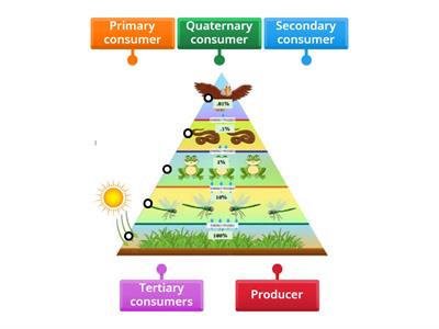 Trophic Levels