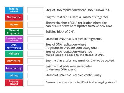 DNA Replication Vocab