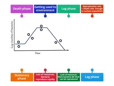 Bacteria growth curve