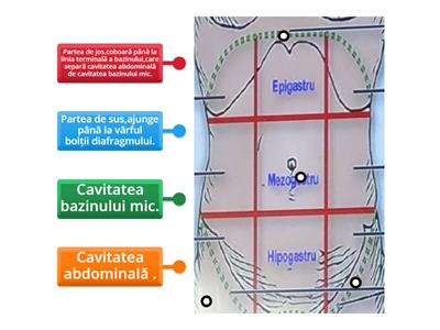 16.Limitele cavității abdominale