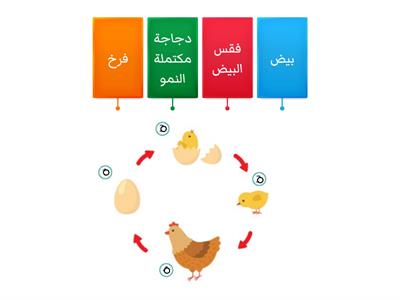 1 دورة حياة الدجاجة