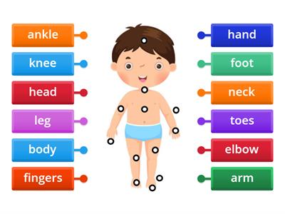  Vocabulary (A1) Parts of the body
