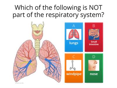  P5 Respiratory Systems