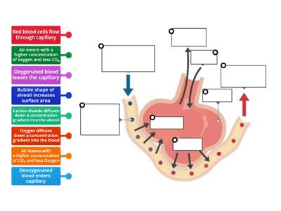 Gas Exchange in the Alveoli