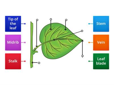 Label the parts of a leaf