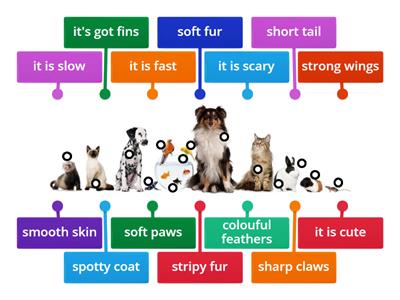  Describing Pets Isl-3