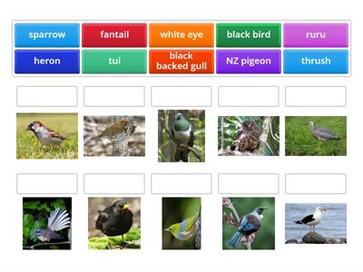 Birds in New Zealand 