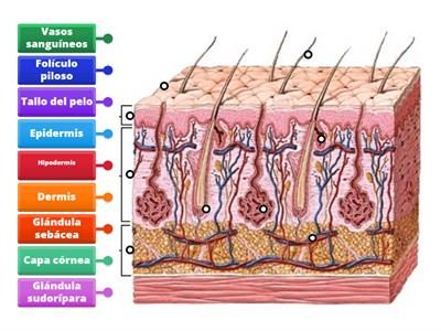 Estructura de la piel 