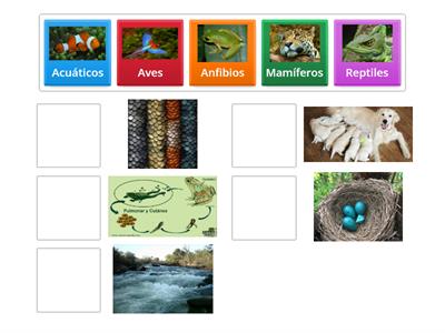 Clasificación de animales según sus características