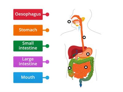  Digestive system Grade 4