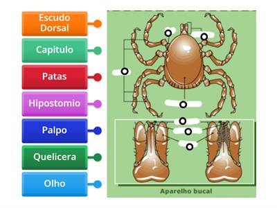 Estruturas de carrapatos e acaros