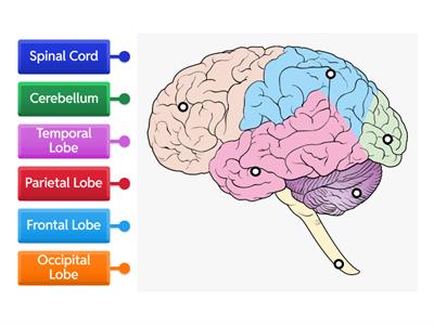 Brain anatomy