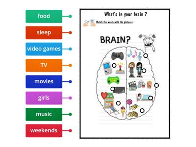 What's in your brain ? - 5ème SEGPA