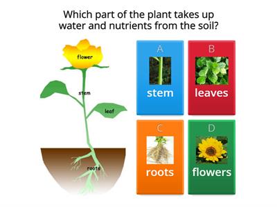 Parts of a plant by Rony Antony ,Starlight International School, Taiwan