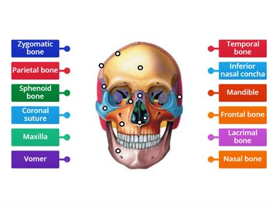 Human Skull Bones: Anterior View