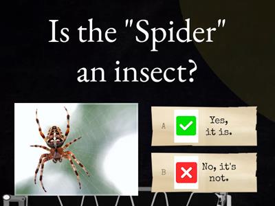 Insects quiz