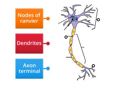 Parts of a neuron
