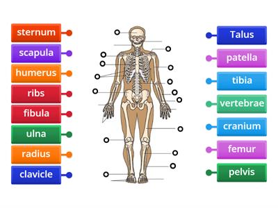 Human Skeletal System AQA GCSE PE