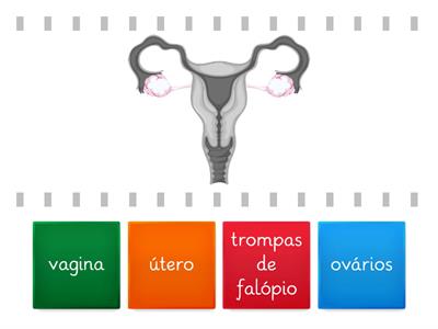 Sistema Reprodutor Feminino - Órgãos
