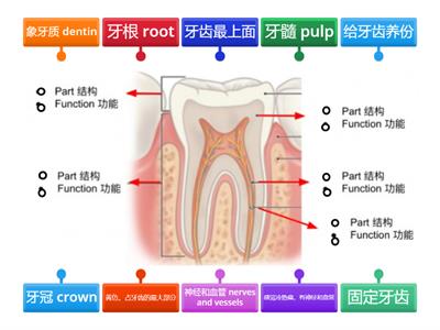 牙齿结构和功能