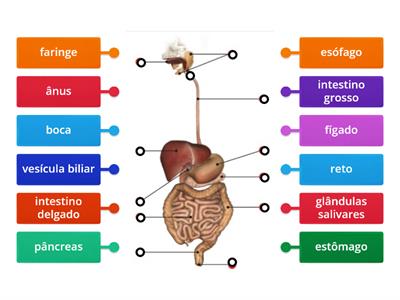  Sistema digestivo humano