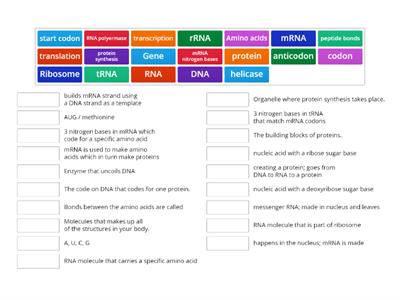 (Year 11) Protein synthesis