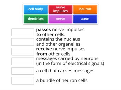 Parts of a Neuron