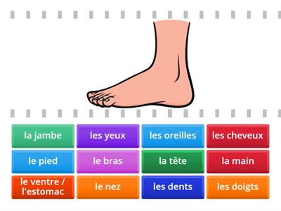 Quiz du corps humain - KS1 - KS2 - French 