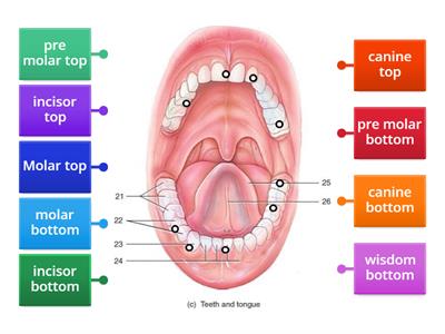 Labelling teeth