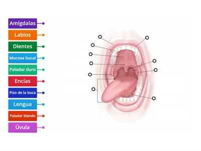 Anatomía 