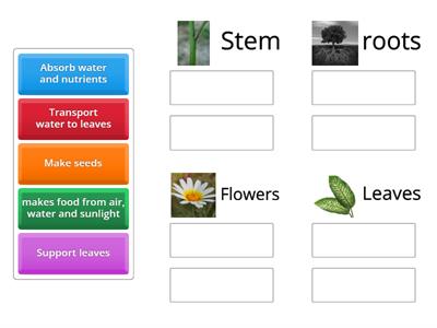 Parts of a plant