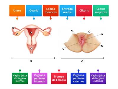 1°C Anatomía del aparato reproductor femenino 