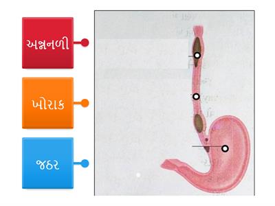 std 7 sci. ch 2 પ્રાણીઓમાં પોષણ L. O. SC.7.09 પ્રક્રિયા અને  સજીવોની આકૃતિમાં નામનિર્દેશન કરે છે.