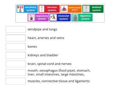 Body Systems and Structures matchup