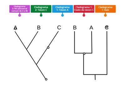 Cladograma das plantas - Recursos de ensino