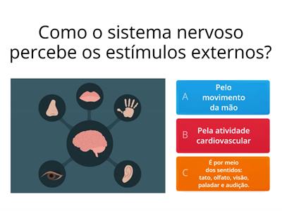 Sistema Nervoso - 5º Ano 