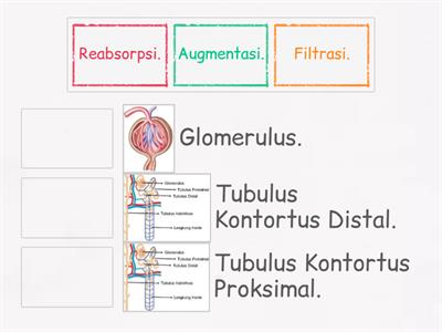 Game Tentang Proses Pembentukan Urine dan Tempat Berlangsungnya