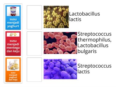 Contoh bioteknologi konvensional pada bidang peternakan