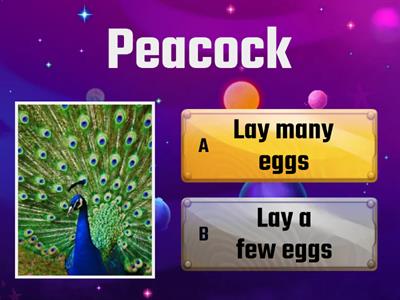 Science Year 2: Animals That Lay a Few Eggs and Many Eggs
