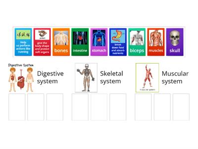 Digestive, Skeletal, and muscular system